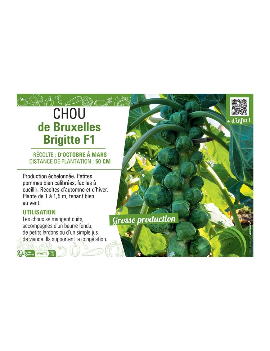 CHOU DE BRUXELLES BRIGITTE F1