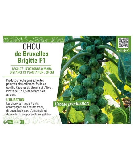 CHOU DE BRUXELLES BRIGITTE F1