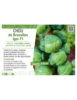 CHOU DE BRUXELLES IGOR F1