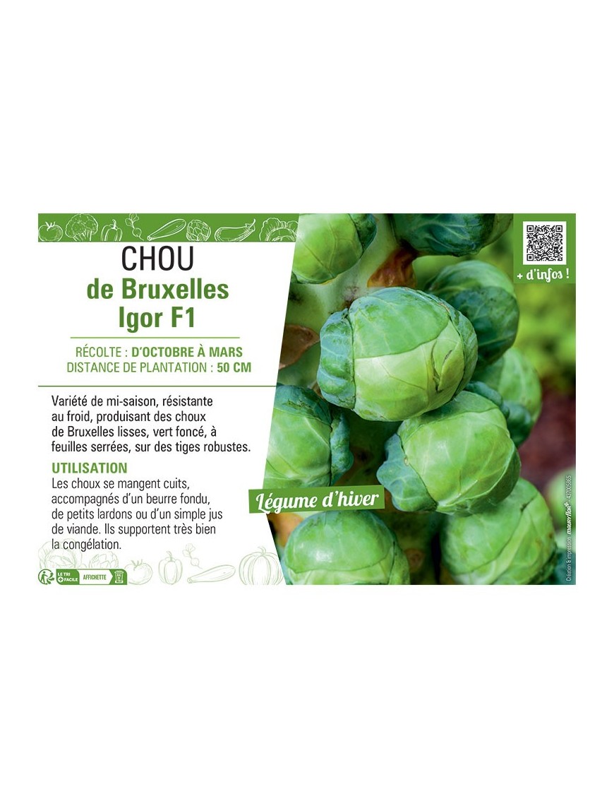 CHOU DE BRUXELLES IGOR F1