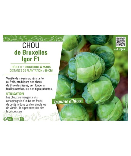 CHOU DE BRUXELLES IGOR F1
