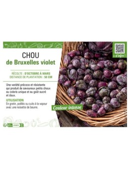 CHOU DE BRUXELLES VIOLET