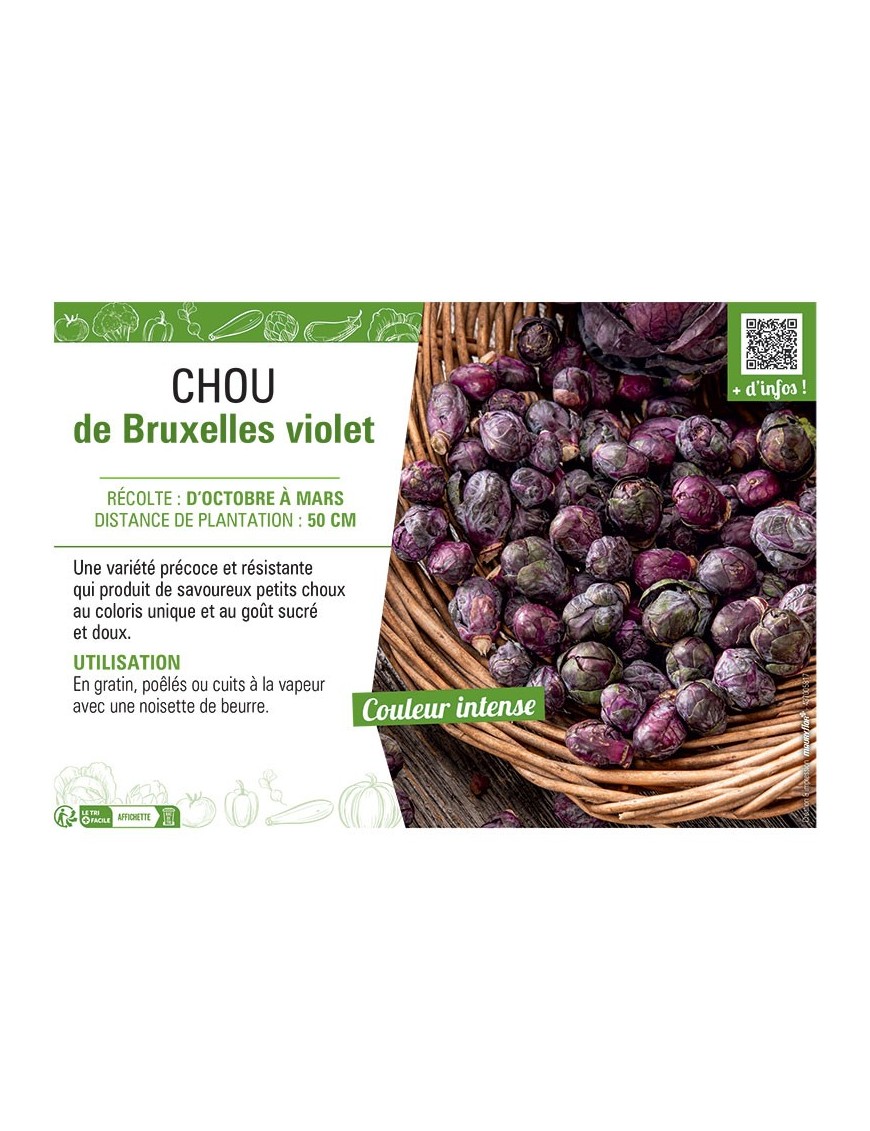 CHOU DE BRUXELLES VIOLET