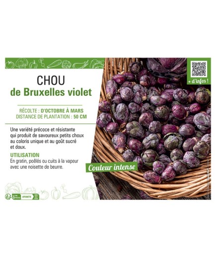 CHOU DE BRUXELLES VIOLET