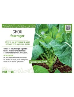 CHOU FOURRAGER (vert)
