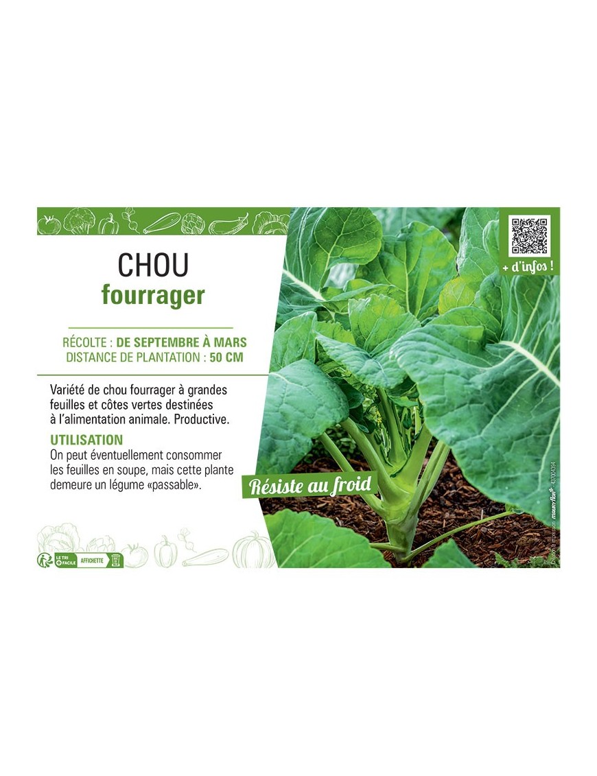 CHOU FOURRAGER (vert)