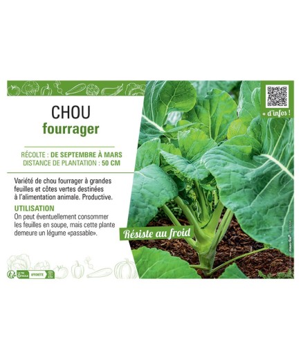 CHOU FOURRAGER (vert)