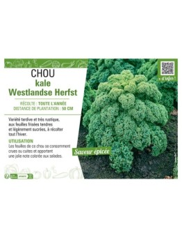 CHOU KALE WESTLANDSE HERFST
