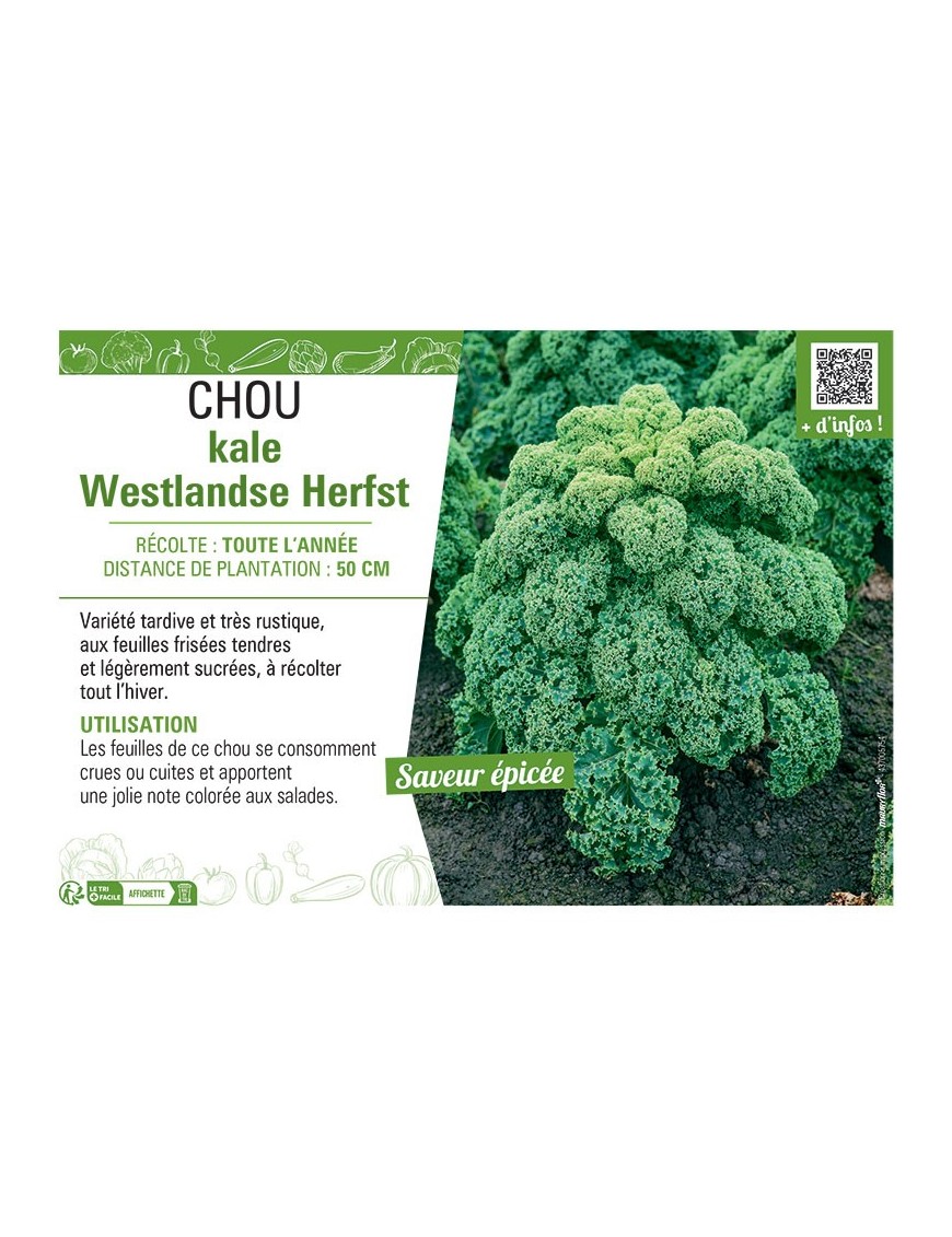 CHOU KALE WESTLANDSE HERFST