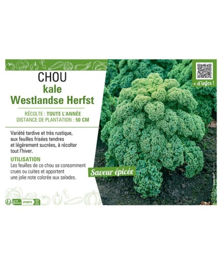 CHOU KALE WESTLANDSE HERFST