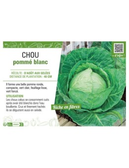 CHOU POMME BLANC