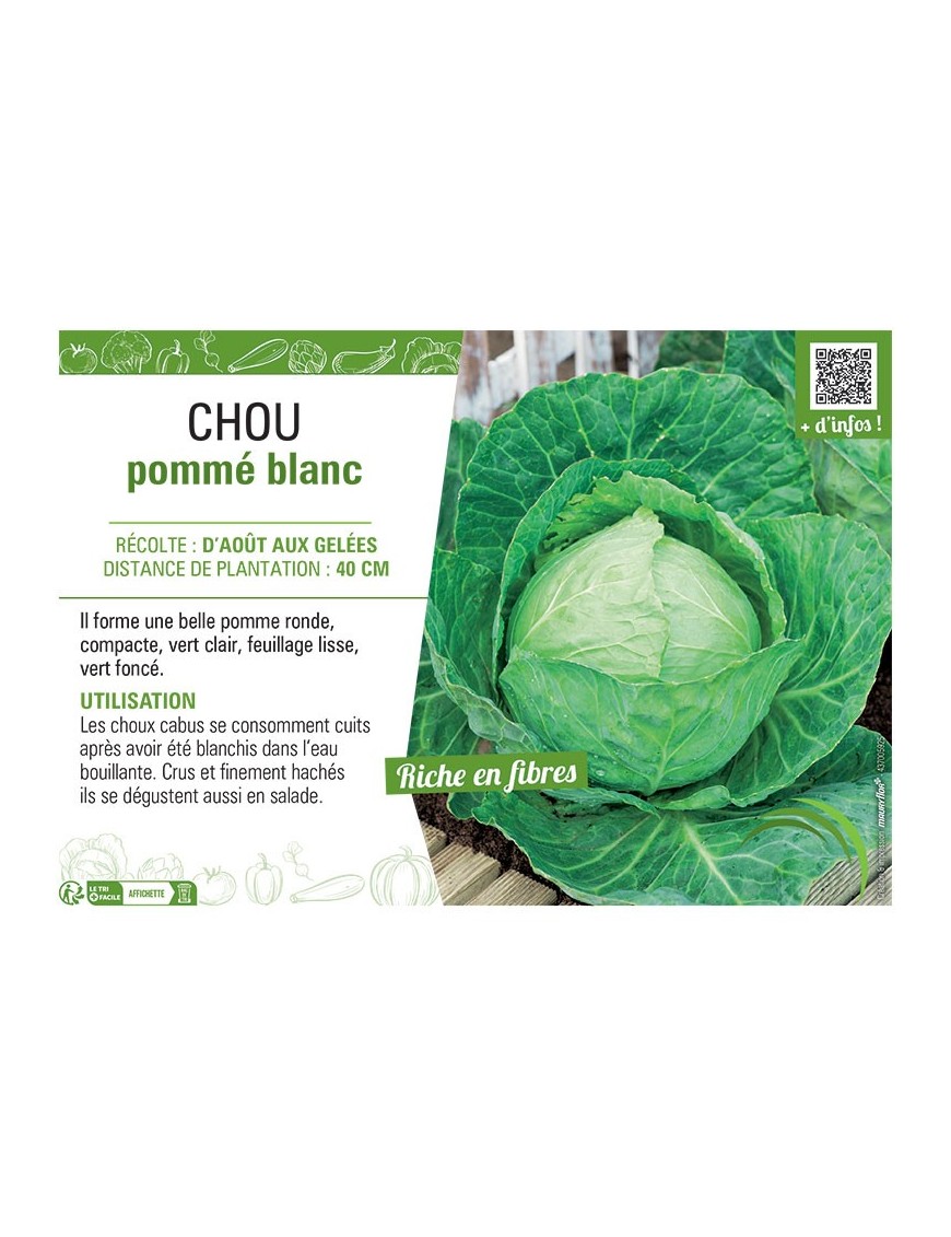 CHOU POMME BLANC