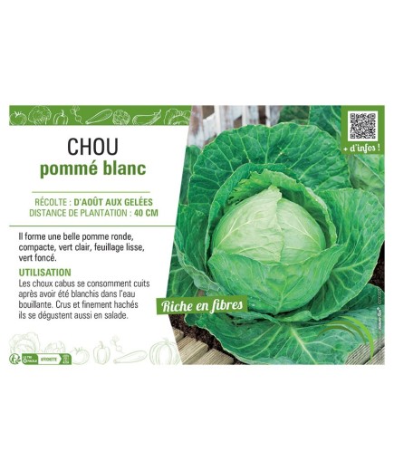 CHOU POMME BLANC
