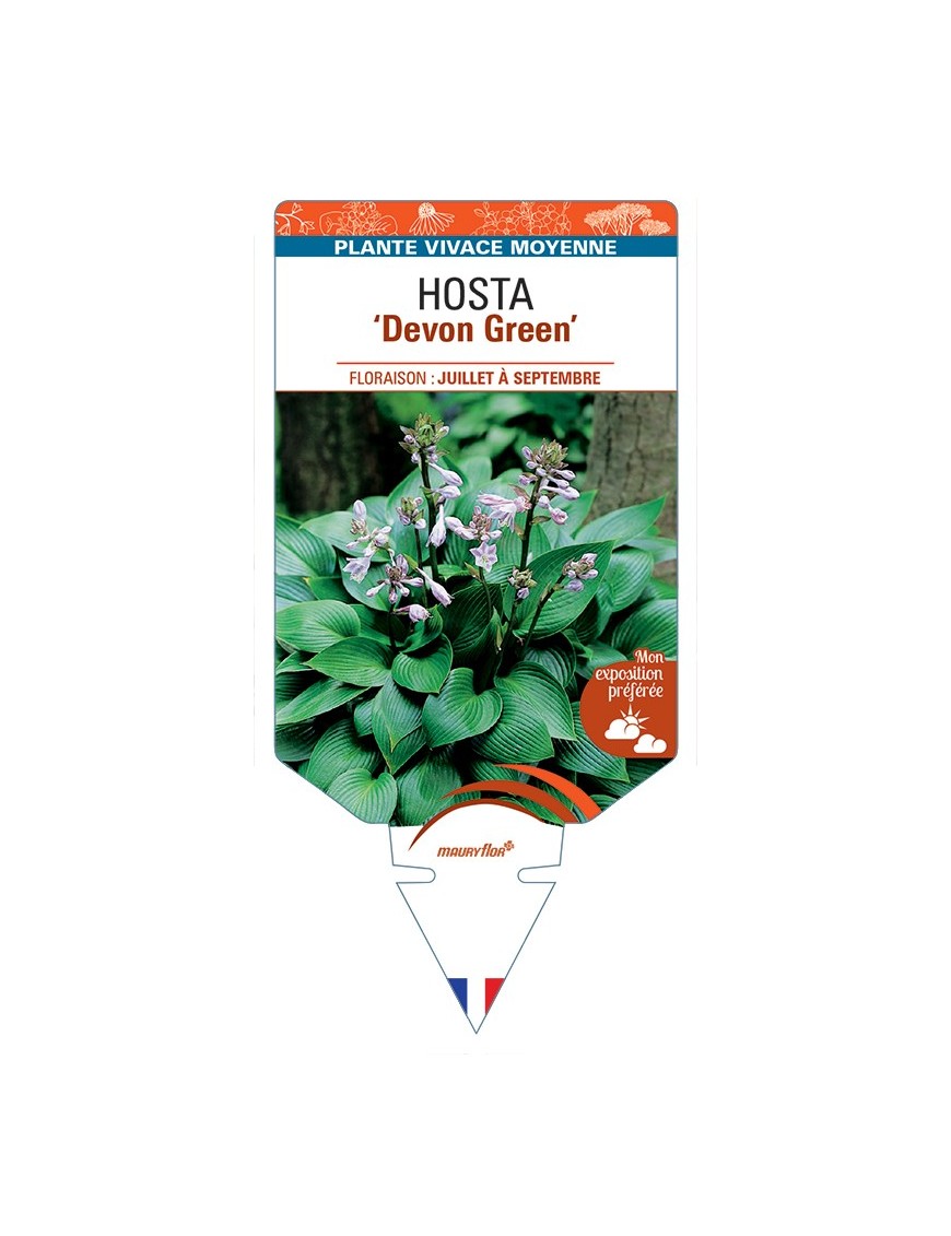 HOSTA Devon Green