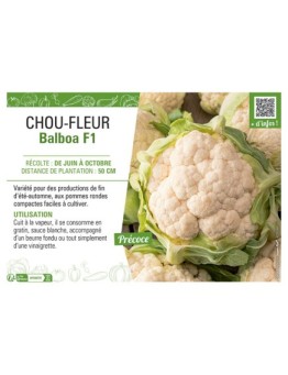 CHOU-FLEUR BALBOA F1
