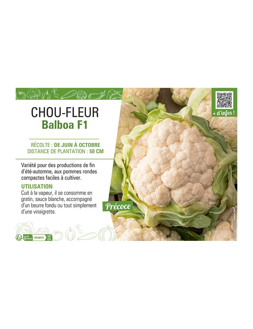 CHOU-FLEUR BALBOA F1