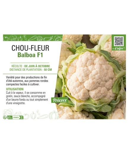 CHOU-FLEUR BALBOA F1