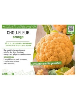 CHOU-FLEUR ORANGE