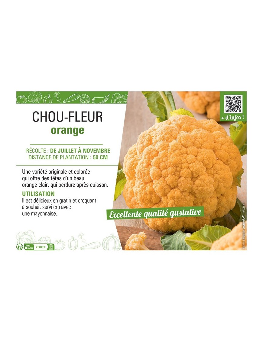 CHOU-FLEUR ORANGE