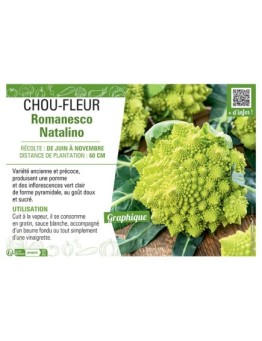 CHOU-FLEUR ROMANESCO NATALINO