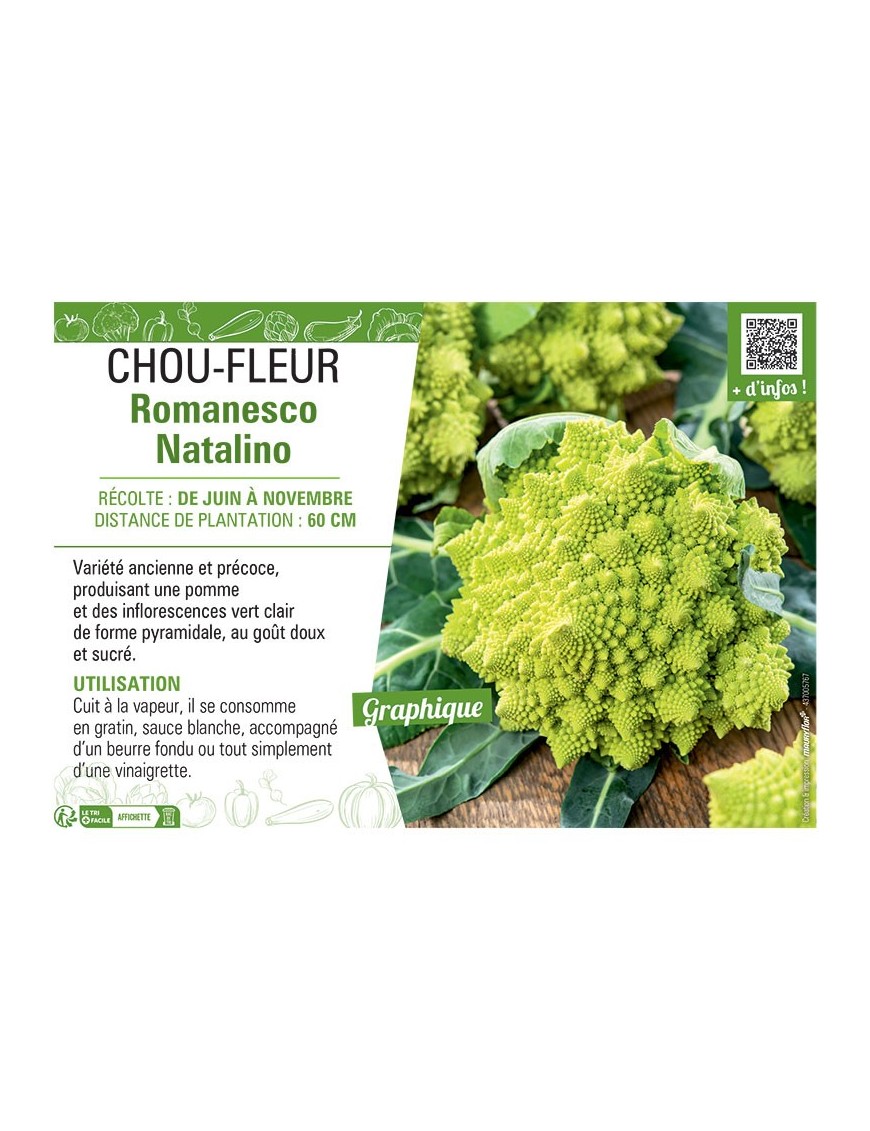 CHOU-FLEUR ROMANESCO NATALINO