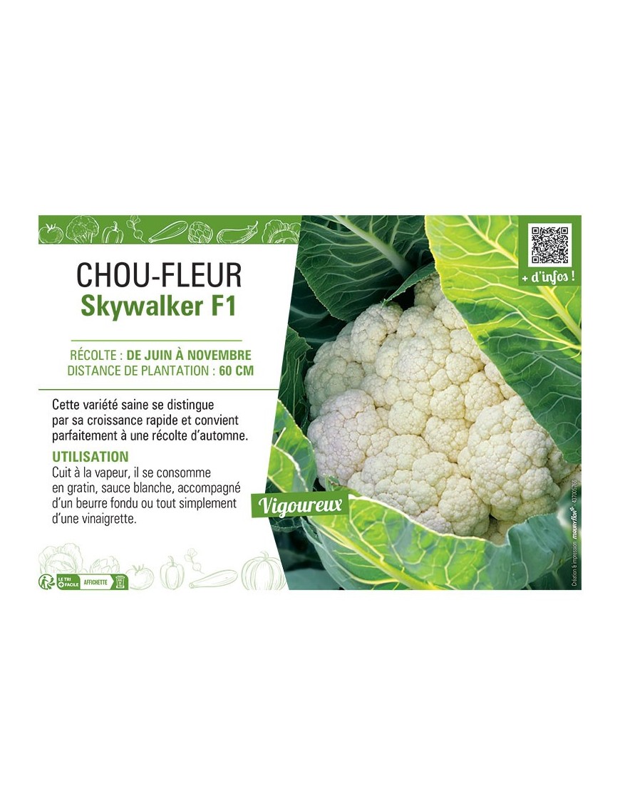 CHOU-FLEUR SKYWALKER F1