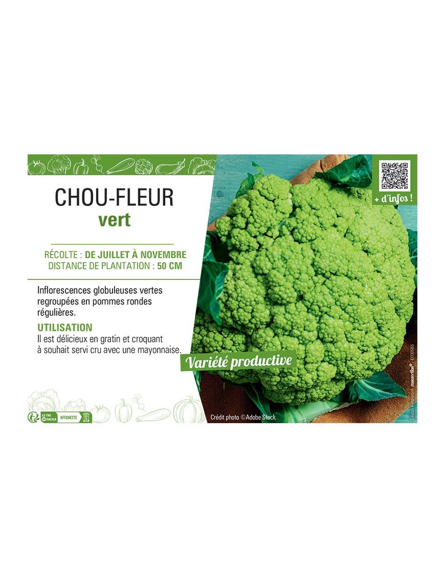 CHOU-FLEUR VERT