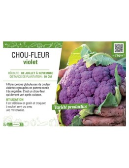 CHOU-FLEUR VIOLET