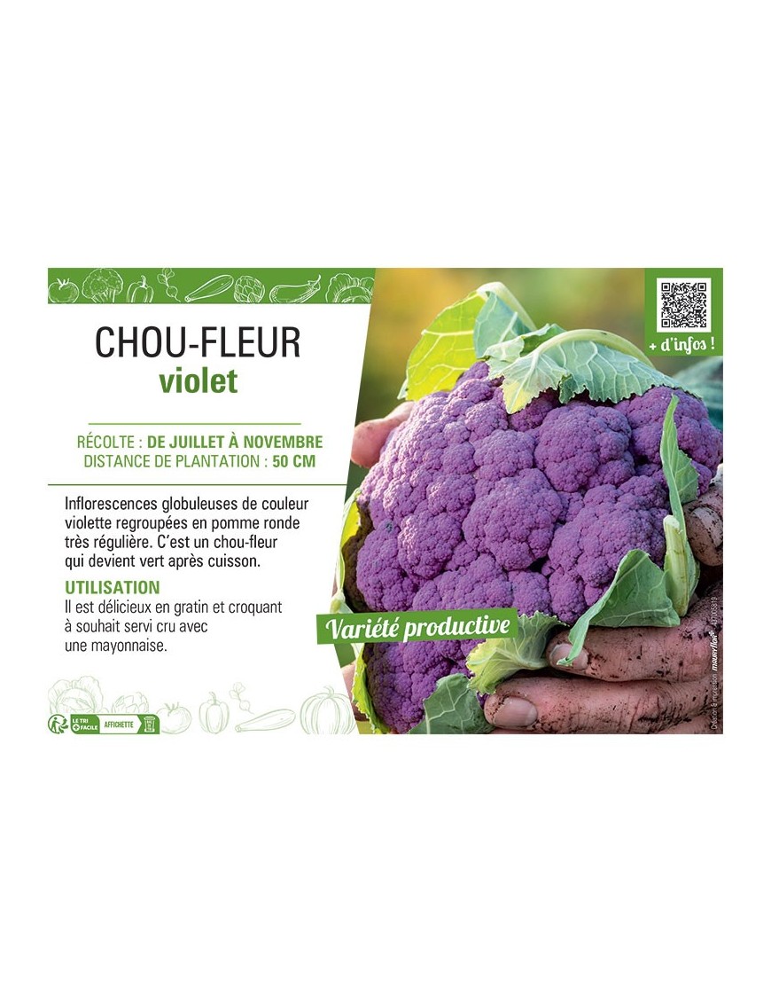 CHOU-FLEUR VIOLET