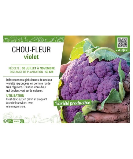 CHOU-FLEUR VIOLET