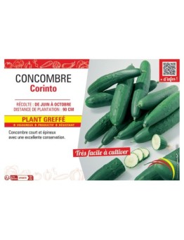 CONCOMBRE CORINTO Plant greffé