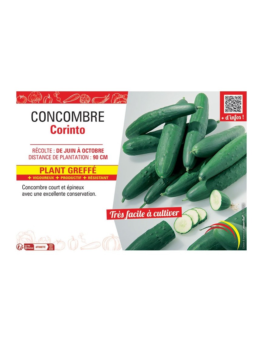 CONCOMBRE CORINTO Plant greffé