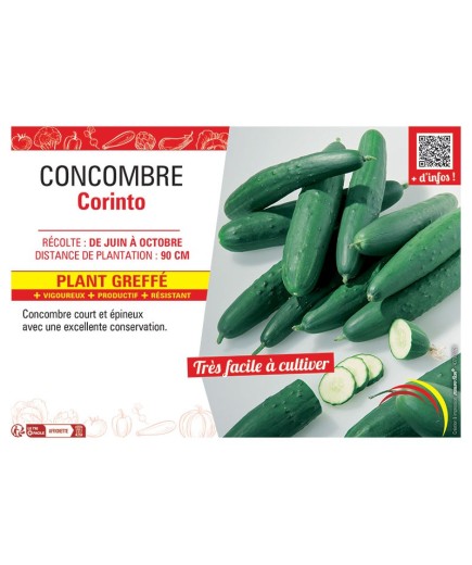 CONCOMBRE CORINTO Plant greffé