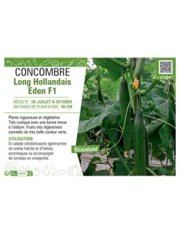 CONCOMBRE LONG HOLLANDAIS EDEN F1