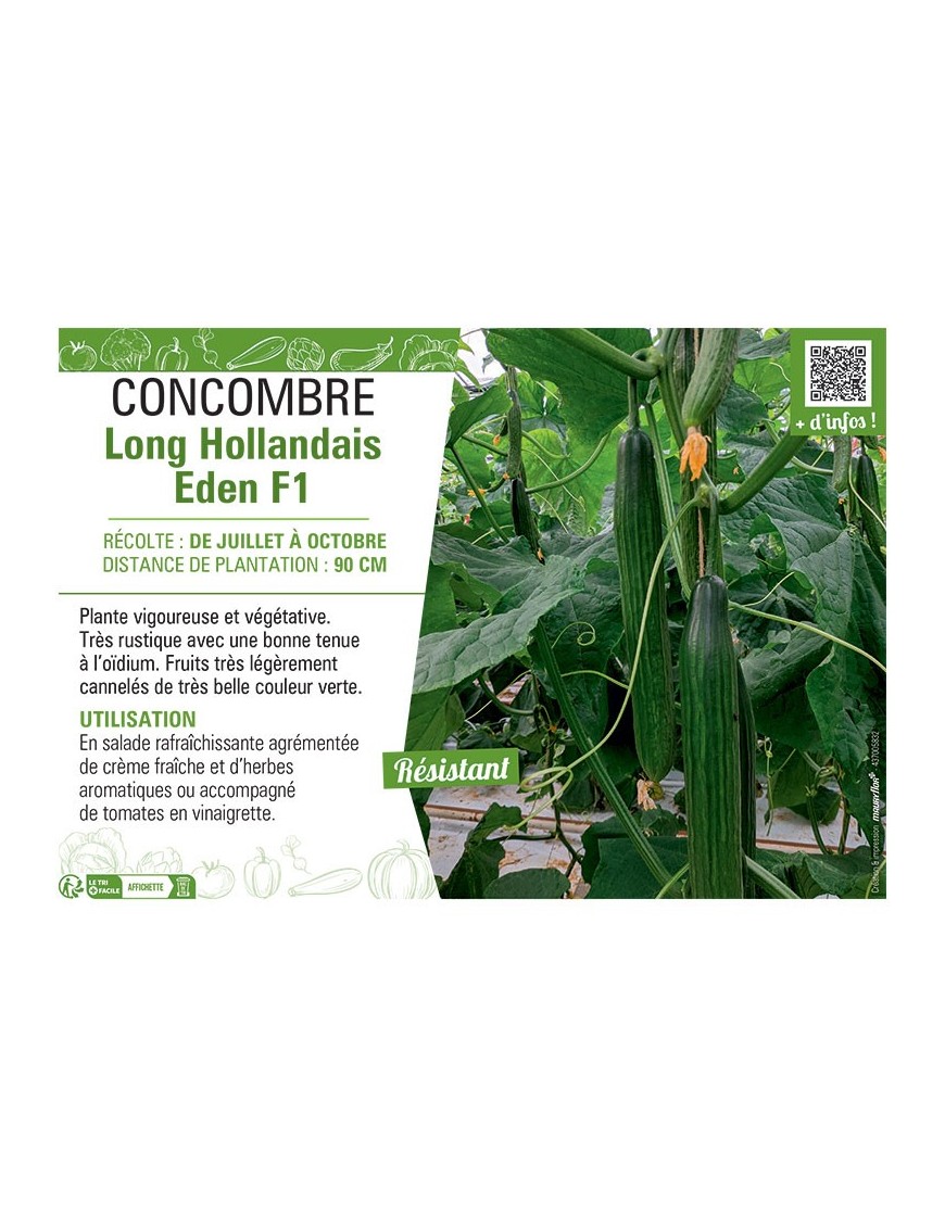 CONCOMBRE LONG HOLLANDAIS EDEN F1
