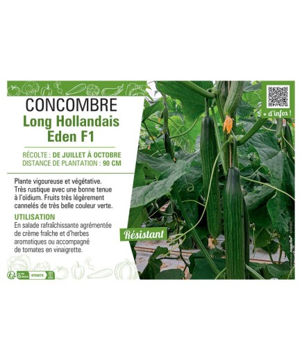 CONCOMBRE LONG HOLLANDAIS EDEN F1