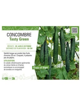 CONCOMBRE TASTY GREEN