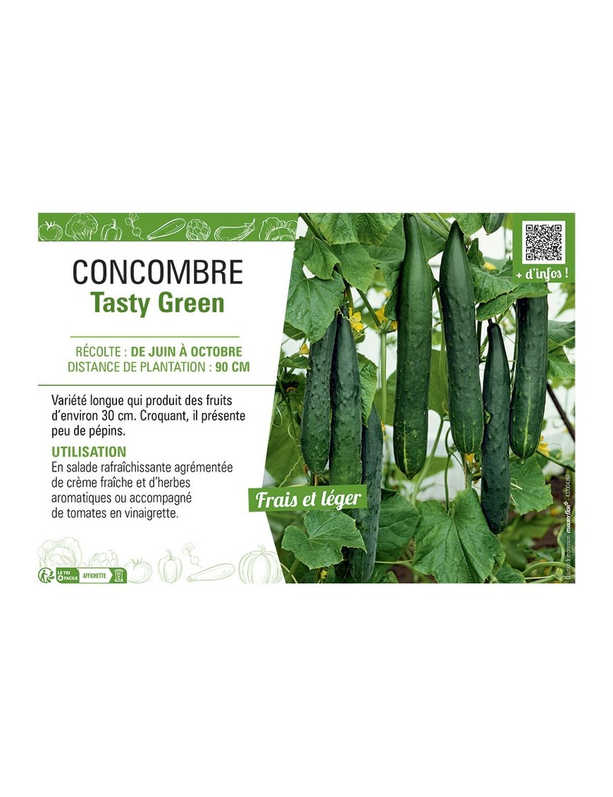 CONCOMBRE TASTY GREEN
