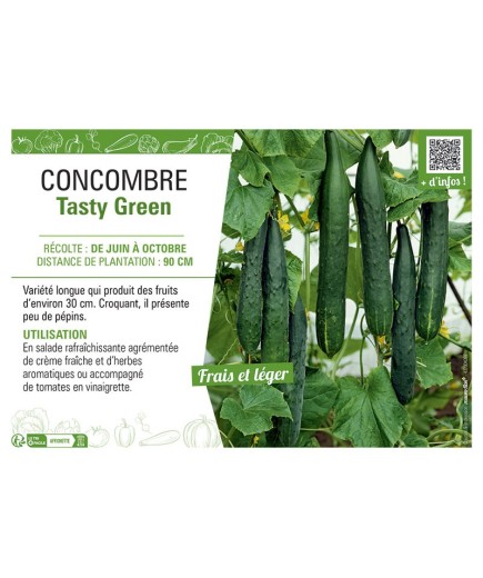 CONCOMBRE TASTY GREEN