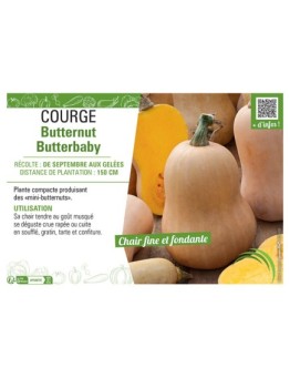 COURGE BUTTERNUT BUTTERBABY