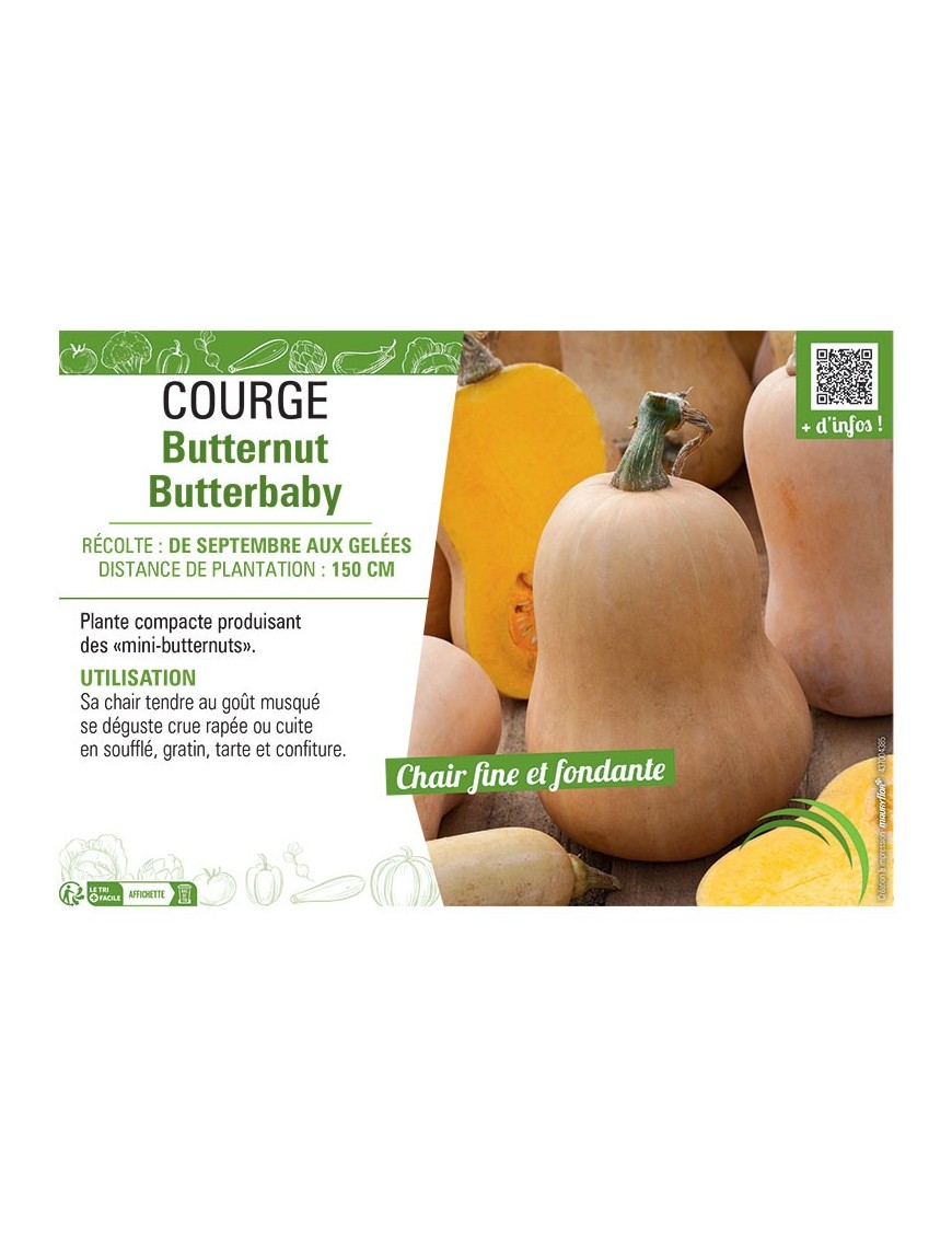 COURGE BUTTERNUT BUTTERBABY