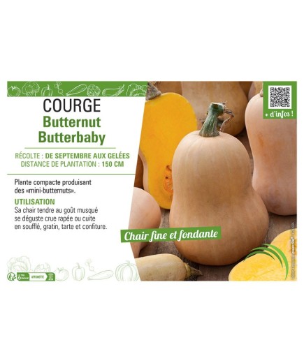 COURGE BUTTERNUT BUTTERBABY