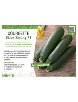 COURGETTE BLACK BEAUTY F1