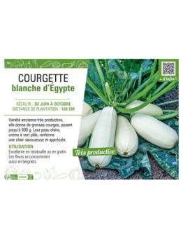 COURGETTE BLANCHE D'EGYPTE