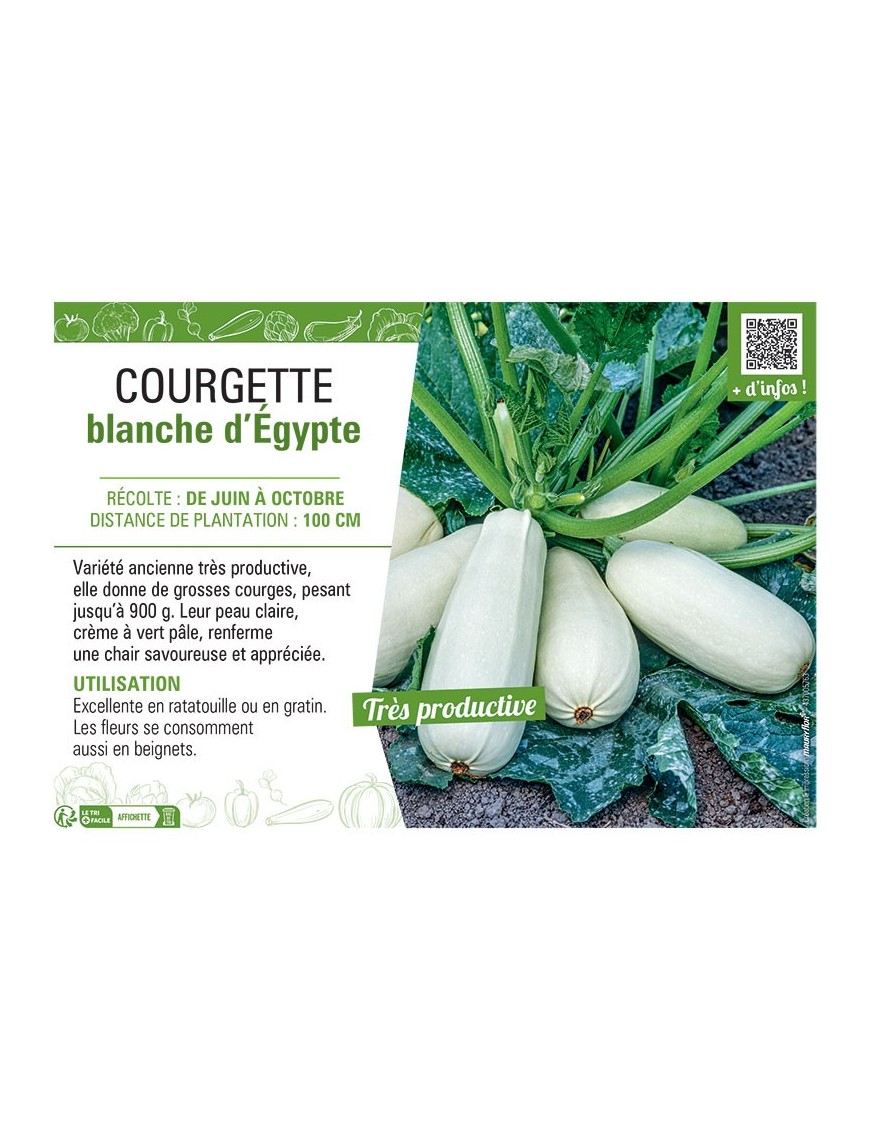 COURGETTE BLANCHE D'EGYPTE