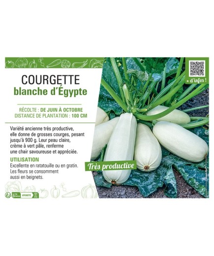 COURGETTE BLANCHE D'EGYPTE