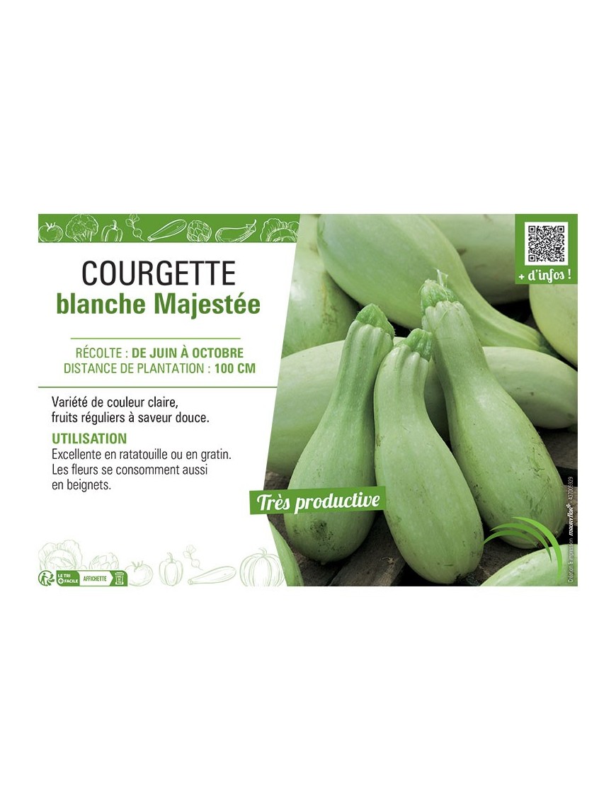 COURGETTE BLANCHE MAJESTEE