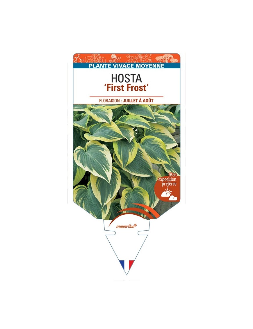HOSTA First Frost