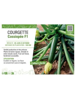 COURGETTE CASSIOPEE F1