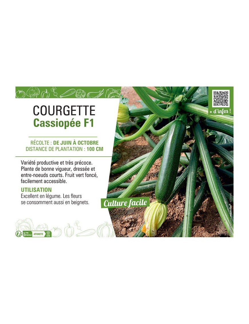 COURGETTE CASSIOPEE F1
